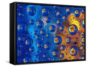 Dew Drops reflecting an Orange Profusion Zinnia with a blue backdrop, Sammamish Washington-Darrell Gulin-Framed Stretched Canvas