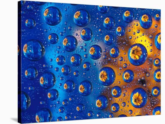 Dew Drops reflecting an Orange Profusion Zinnia with a blue backdrop, Sammamish Washington-Darrell Gulin-Stretched Canvas
