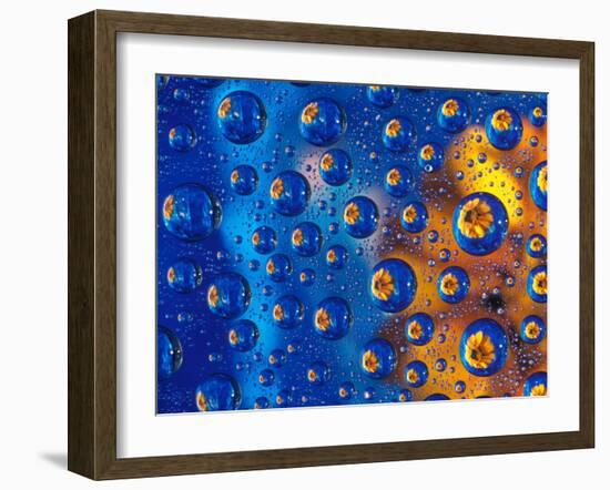 Dew Drops reflecting an Orange Profusion Zinnia with a blue backdrop, Sammamish Washington-Darrell Gulin-Framed Premium Photographic Print