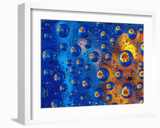 Dew Drops reflecting an Orange Profusion Zinnia with a blue backdrop, Sammamish Washington-Darrell Gulin-Framed Premium Photographic Print