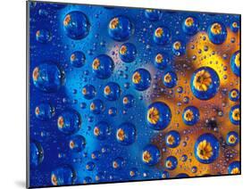 Dew Drops reflecting an Orange Profusion Zinnia with a blue backdrop, Sammamish Washington-Darrell Gulin-Mounted Premium Photographic Print