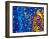 Dew Drops reflecting an Orange Profusion Zinnia with a blue backdrop, Sammamish Washington-Darrell Gulin-Framed Photographic Print