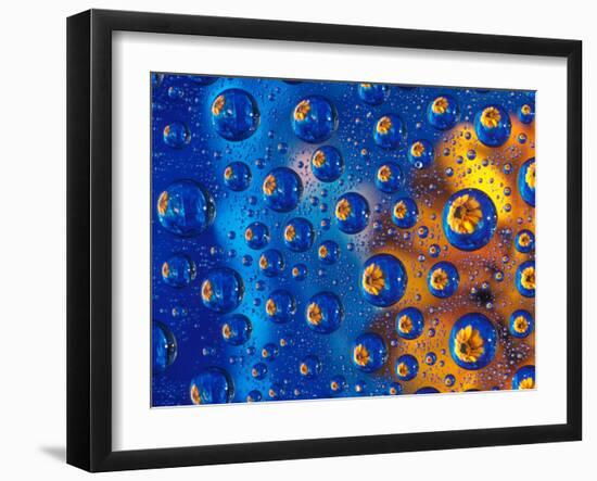 Dew Drops reflecting an Orange Profusion Zinnia with a blue backdrop, Sammamish Washington-Darrell Gulin-Framed Photographic Print