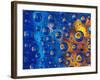 Dew Drops reflecting an Orange Profusion Zinnia with a blue backdrop, Sammamish Washington-Darrell Gulin-Framed Photographic Print