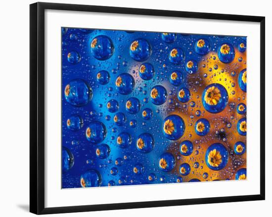 Dew Drops reflecting an Orange Profusion Zinnia with a blue backdrop, Sammamish Washington-Darrell Gulin-Framed Photographic Print