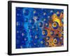 Dew Drops reflecting an Orange Profusion Zinnia with a blue backdrop, Sammamish Washington-Darrell Gulin-Framed Photographic Print