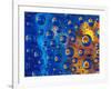 Dew Drops reflecting an Orange Profusion Zinnia with a blue backdrop, Sammamish Washington-Darrell Gulin-Framed Photographic Print