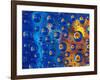 Dew Drops reflecting an Orange Profusion Zinnia with a blue backdrop, Sammamish Washington-Darrell Gulin-Framed Photographic Print