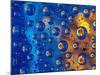 Dew Drops reflecting an Orange Profusion Zinnia with a blue backdrop, Sammamish Washington-Darrell Gulin-Mounted Photographic Print