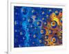 Dew Drops reflecting an Orange Profusion Zinnia with a blue backdrop, Sammamish Washington-Darrell Gulin-Framed Photographic Print