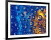 Dew Drops reflecting an Orange Profusion Zinnia with a blue backdrop, Sammamish Washington-Darrell Gulin-Framed Photographic Print