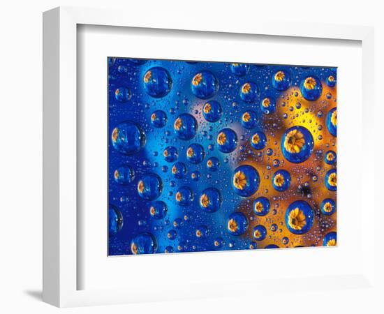 Dew Drops reflecting an Orange Profusion Zinnia with a blue backdrop, Sammamish Washington-Darrell Gulin-Framed Photographic Print