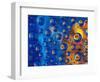 Dew Drops reflecting an Orange Profusion Zinnia with a blue backdrop, Sammamish Washington-Darrell Gulin-Framed Photographic Print