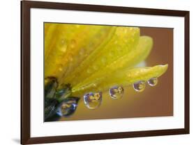 Dew drops reflecting flowers macro image on yellow Mums-Darrell Gulin-Framed Photographic Print