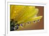 Dew drops reflecting flowers macro image on yellow Mums-Darrell Gulin-Framed Photographic Print