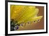 Dew drops reflecting flowers macro image on yellow Mums-Darrell Gulin-Framed Photographic Print