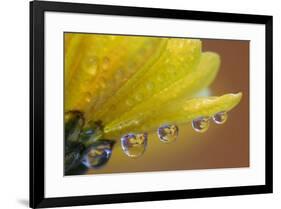 Dew drops reflecting flowers macro image on yellow Mums-Darrell Gulin-Framed Photographic Print