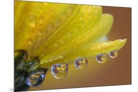 Dew drops reflecting flowers macro image on yellow Mums-Darrell Gulin-Mounted Photographic Print