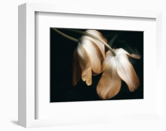 Dew Drops-David Winston-Framed Giclee Print