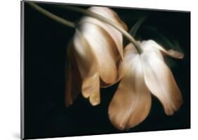 Dew Drops-David Winston-Mounted Giclee Print