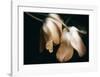 Dew Drops-David Winston-Framed Giclee Print