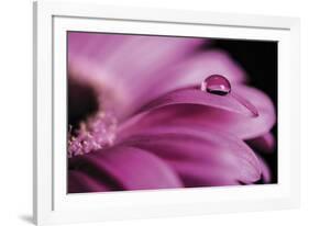 Dew Drops-Andreas Stridsberg-Framed Giclee Print