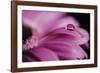 Dew Drops-Andreas Stridsberg-Framed Giclee Print