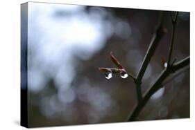 Dew Drops-Brian Moore-Stretched Canvas