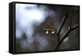 Dew Drops-Brian Moore-Framed Stretched Canvas