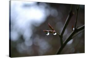 Dew Drops-Brian Moore-Stretched Canvas