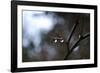 Dew Drops-Brian Moore-Framed Premium Photographic Print