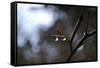 Dew Drops-Brian Moore-Framed Stretched Canvas