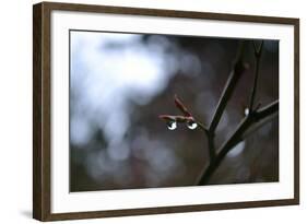 Dew Drops-Brian Moore-Framed Photographic Print