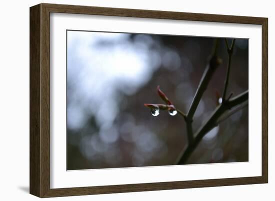 Dew Drops-Brian Moore-Framed Photographic Print