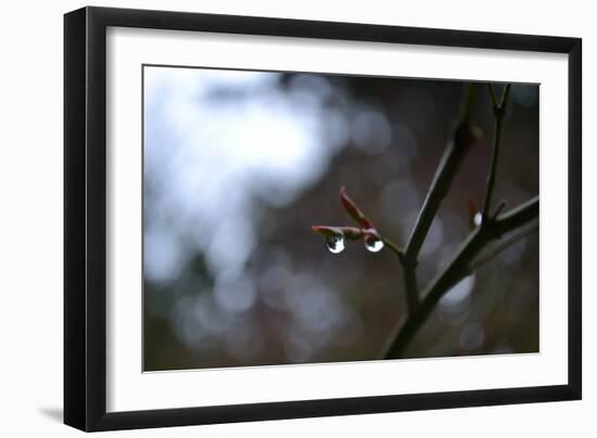 Dew Drops-Brian Moore-Framed Photographic Print