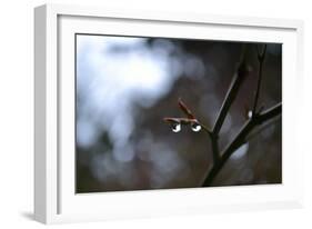 Dew Drops-Brian Moore-Framed Photographic Print