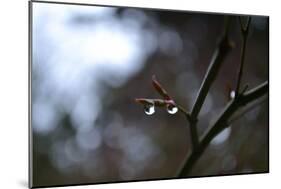 Dew Drops-Brian Moore-Mounted Photographic Print