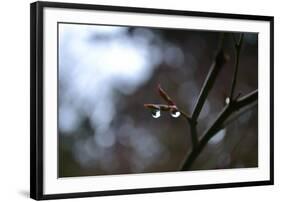 Dew Drops-Brian Moore-Framed Photographic Print