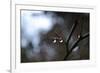 Dew Drops-Brian Moore-Framed Photographic Print