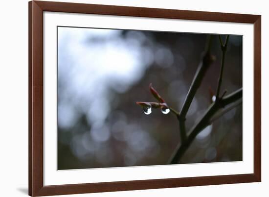 Dew Drops-Brian Moore-Framed Photographic Print