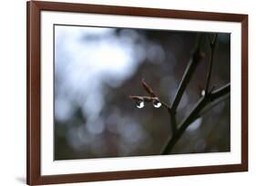 Dew Drops-Brian Moore-Framed Photographic Print