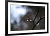 Dew Drops-Brian Moore-Framed Photographic Print
