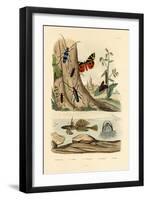 Dew Moth, 1833-39-null-Framed Giclee Print