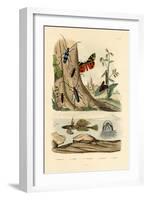 Dew Moth, 1833-39-null-Framed Giclee Print
