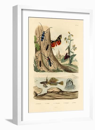 Dew Moth, 1833-39-null-Framed Giclee Print
