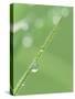 Dew on a Blade of Grass-null-Stretched Canvas