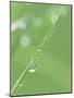 Dew on a Blade of Grass-null-Mounted Photographic Print