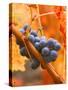 Dew on Cabernet Grapes, Napa Valley Wine Country, California, USA-John Alves-Stretched Canvas