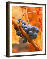 Dew on Cabernet Grapes, Napa Valley Wine Country, California, USA-John Alves-Framed Premium Photographic Print