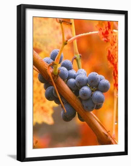 Dew on Cabernet Grapes, Napa Valley Wine Country, California, USA-John Alves-Framed Premium Photographic Print